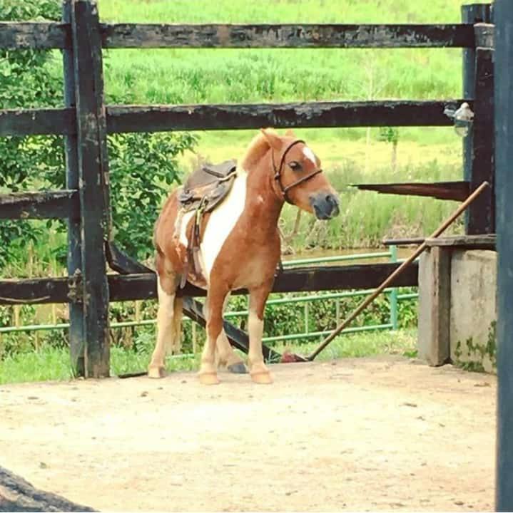 Fazenda Tucano Capim Branco